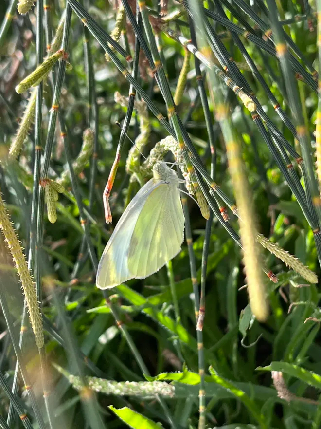 Pieris rapae (Cabbage Butterfly)