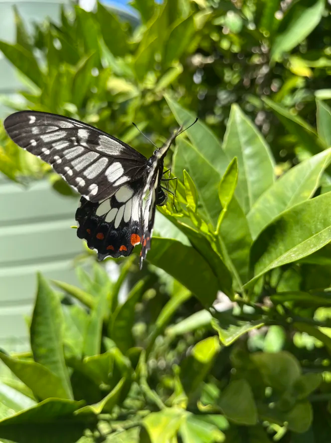 Papilio anactus (Dainty Swallowtail)