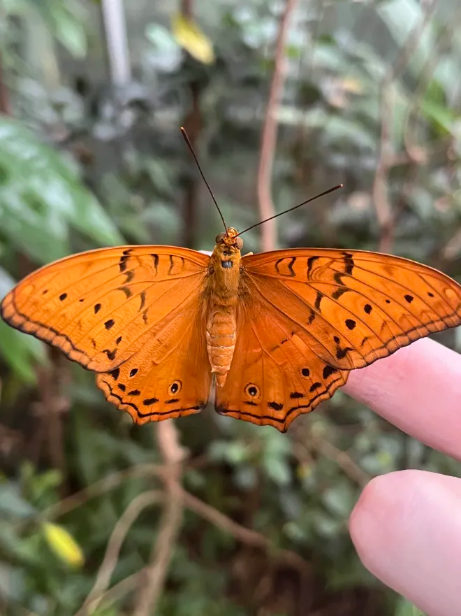 Vindula erota (Common Cruiser Butterfly)