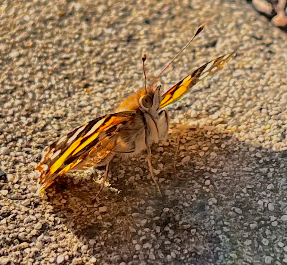 Vanessa kershawi (Australian Painted Lady)