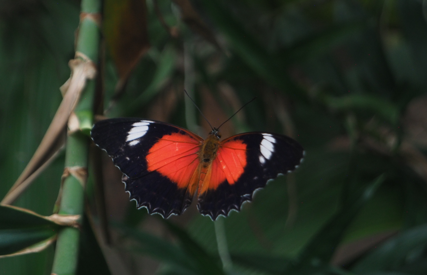 
Cethosia biblis (Red Lacewing Butterfly)
