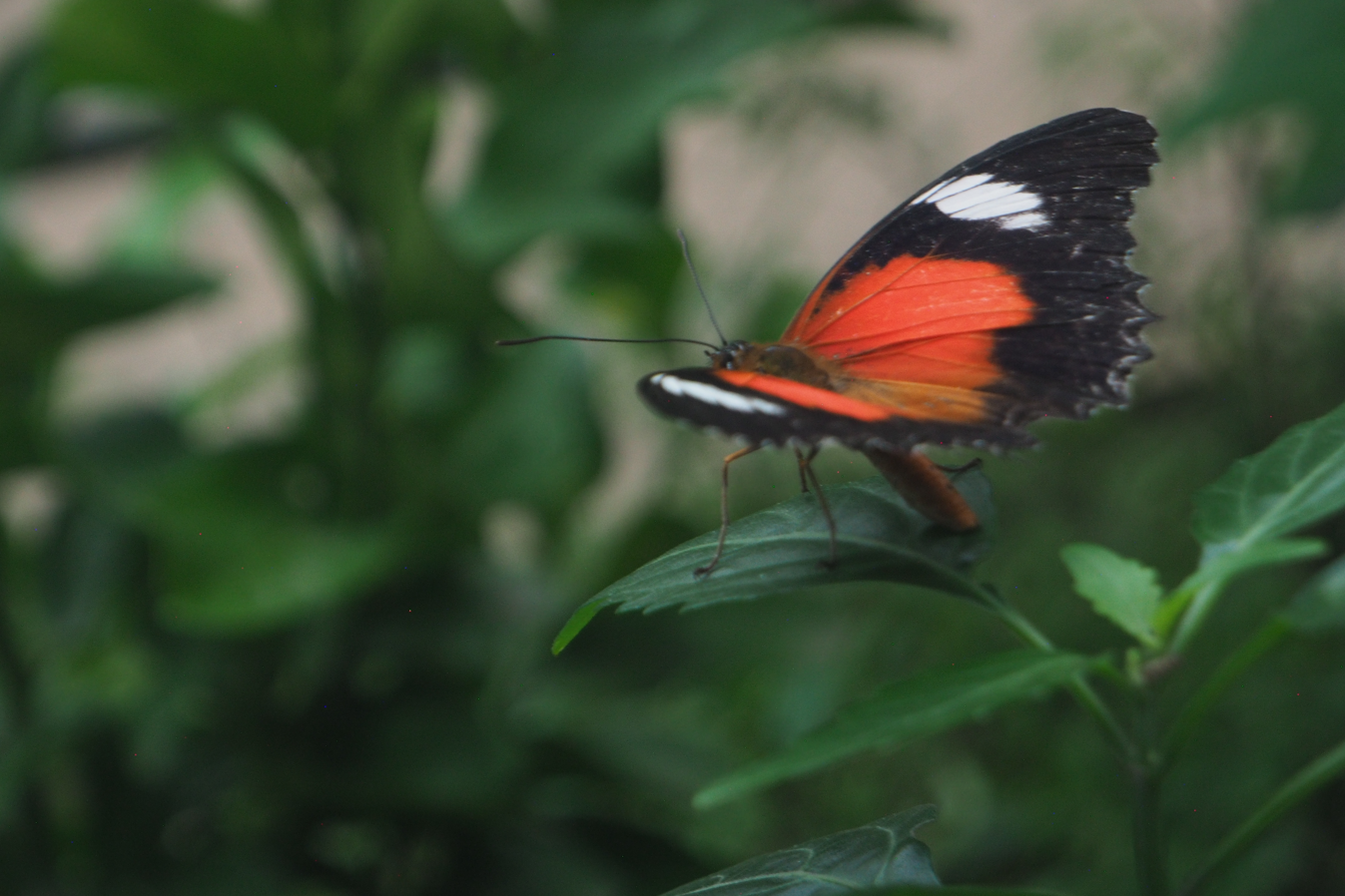 
Cethosia biblis (Red Lacewing Butterfly)
