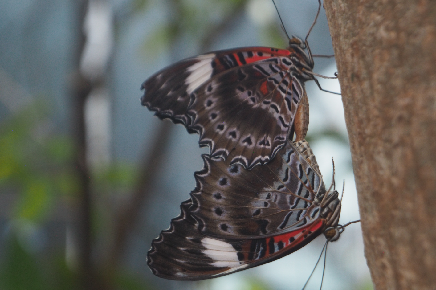 
Cethosia biblis (Red Lacewing Butterfly)