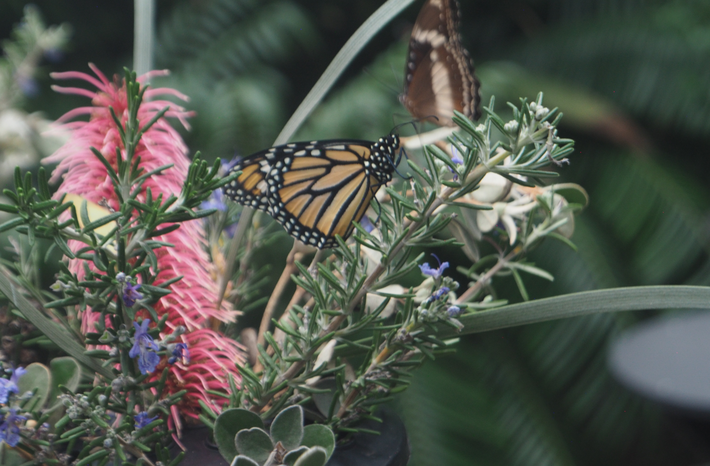 Danaus Plexippus (Monarch Butterfly)