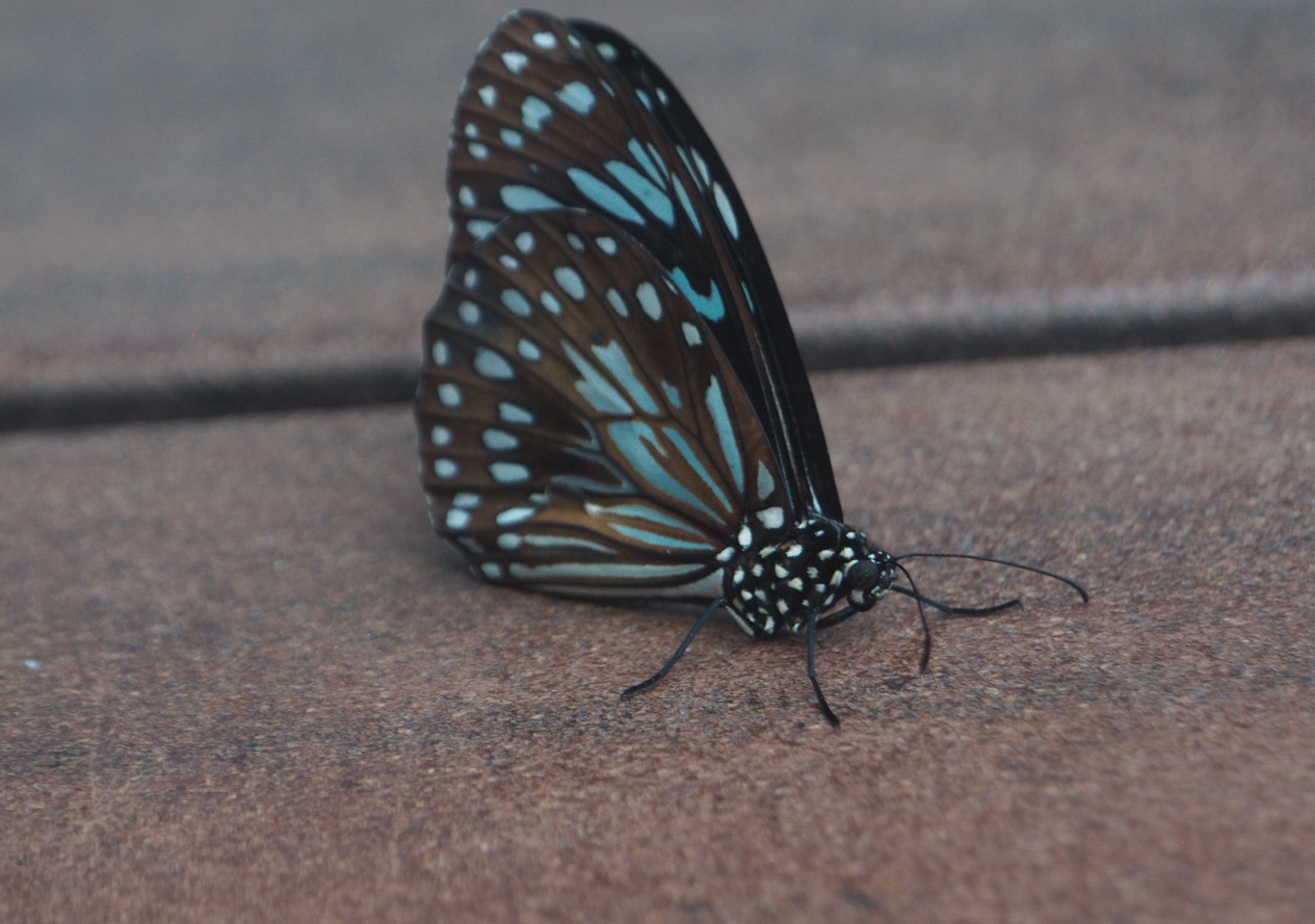 Tirumala hamata (Blue Tiger Butterfly)