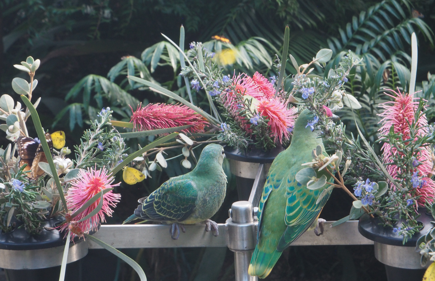 rose-crested fruit dove