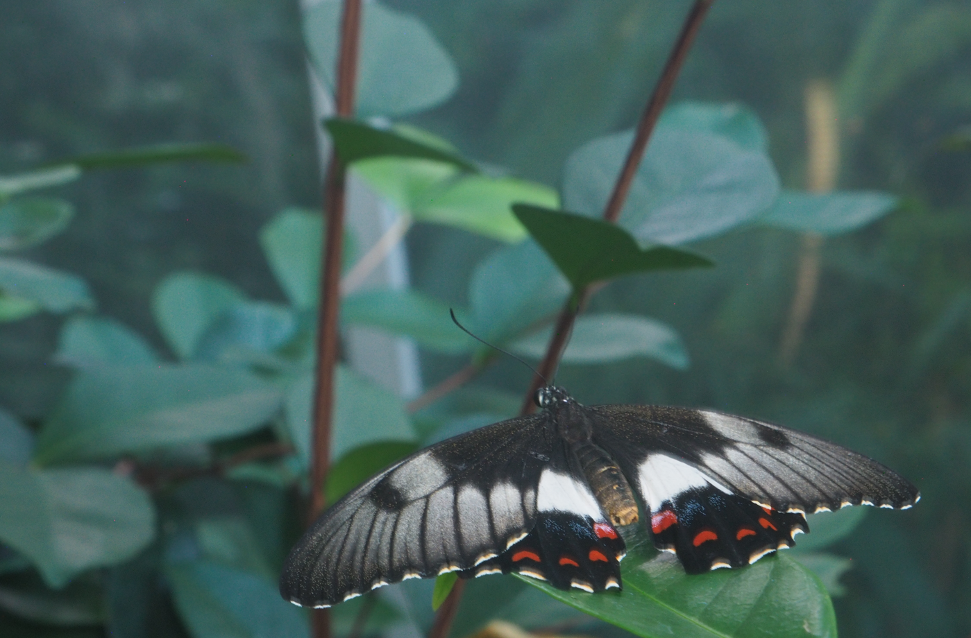 Papilio aegeus (Orchid Swallowtail Butterfly)