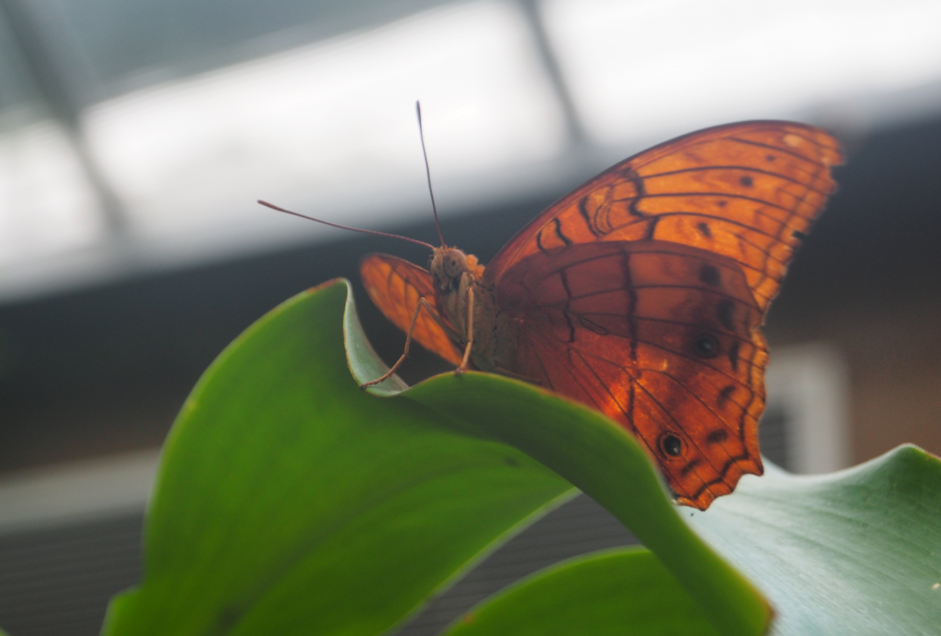 Vindula erota (Common Cruiser Butterfly)