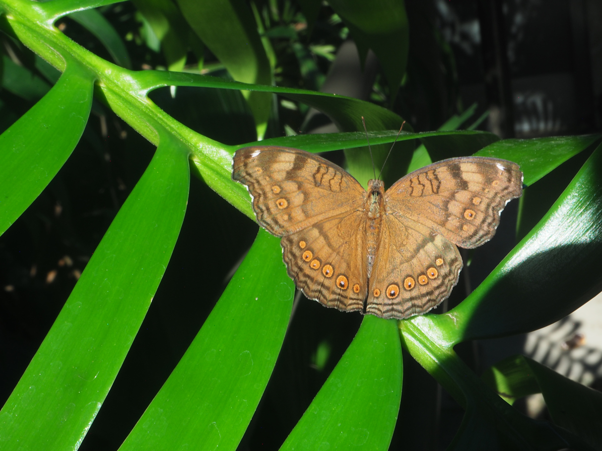 Junonia hedonia (Chocolate Argus Butterfly)