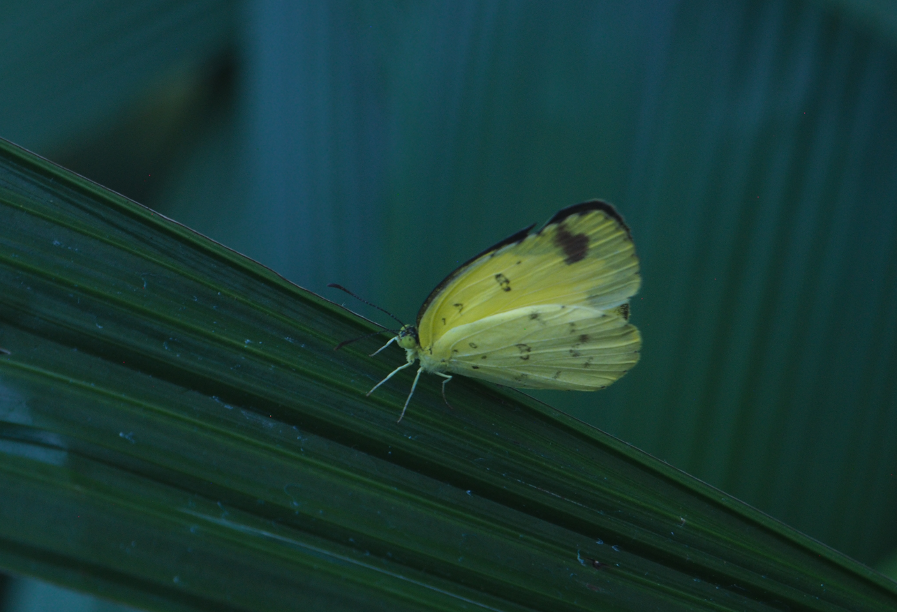 Catopsilia pomona (lemon emigrant butterfly)