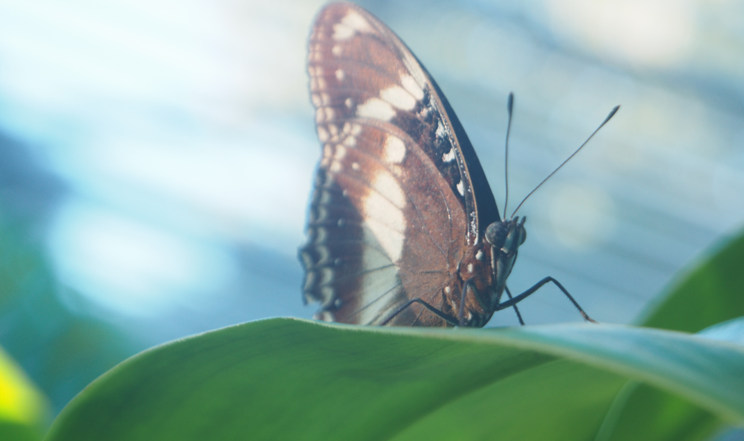 Hypolimnas bolina (Common Eggfly)
