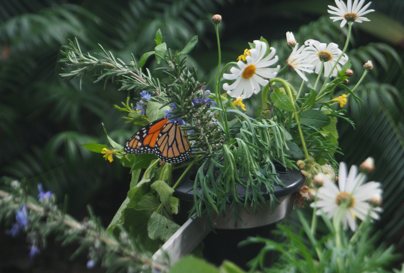 
Danaus Plexippus (Monarch Butterfly)