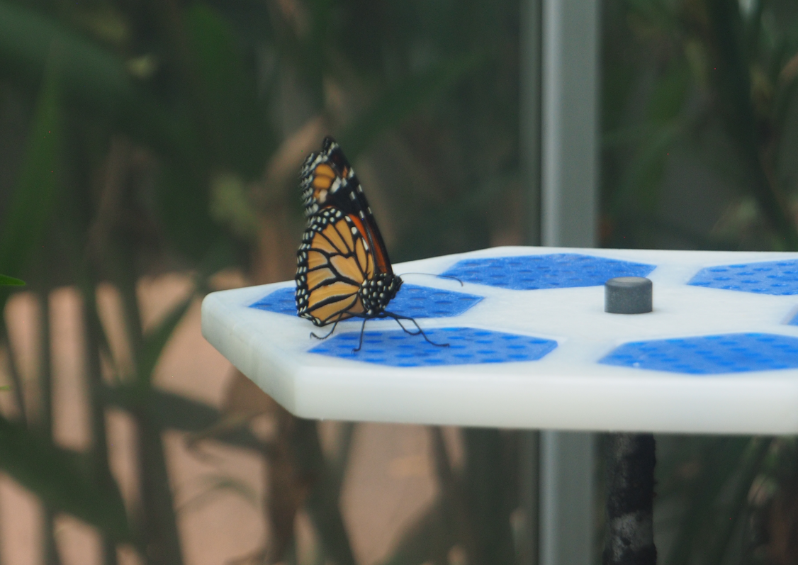 
Papilio aegeus (Orchid Swallowtail Butterfly)