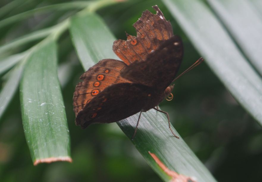 
Junonia hedonia (Chocolate Argus Butterfly)