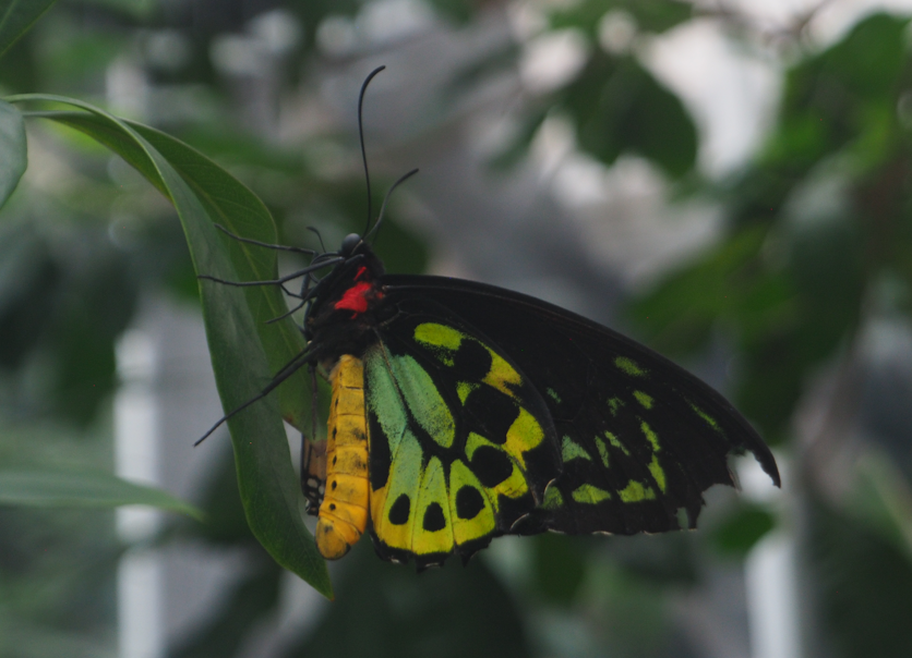 
Ornithoptera euphorion (Cairns Birdwing Butterfly)