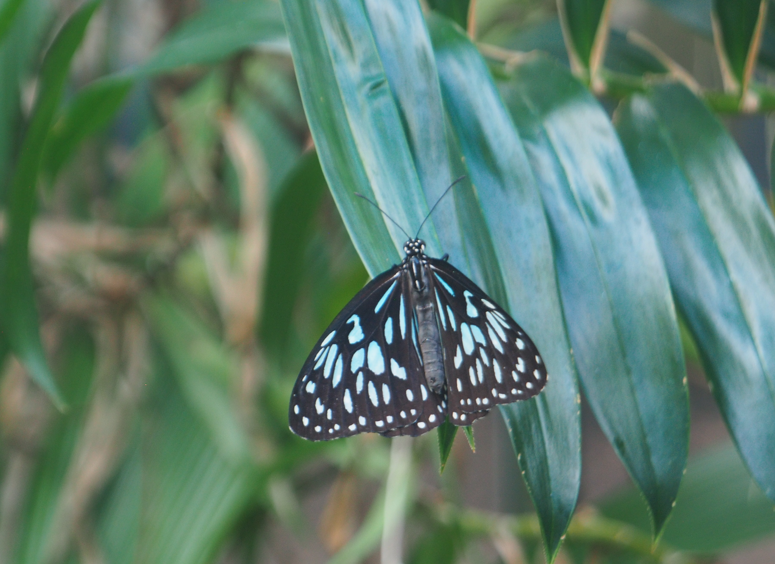
Tirumala hamata (Blue Tiger Butterfly)