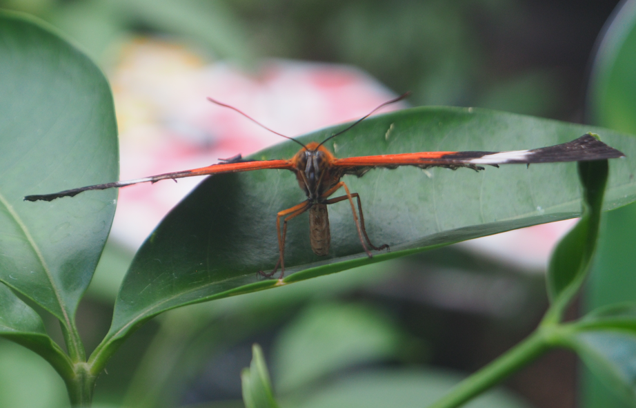 
Cethosia biblis (Red Lacewing Butterfly)