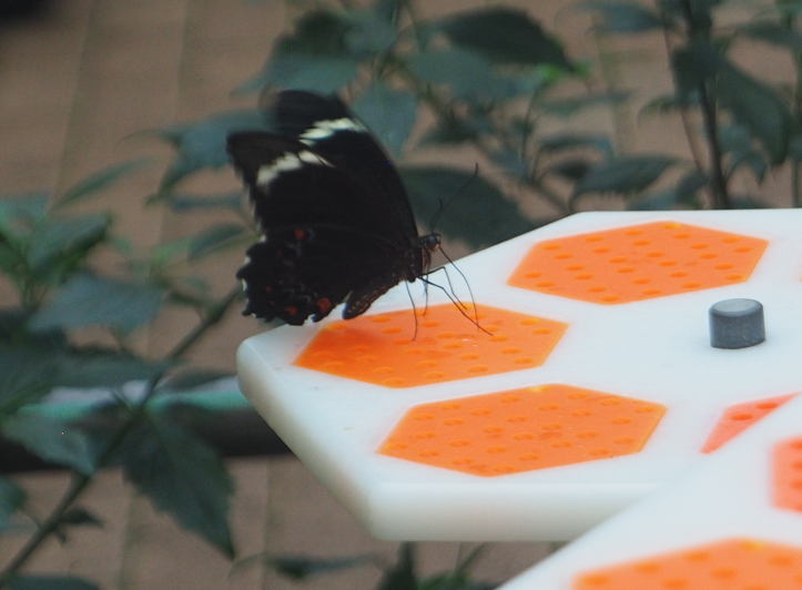 
Papilio aegeus (Orchid Swallowtail Butterfly)
