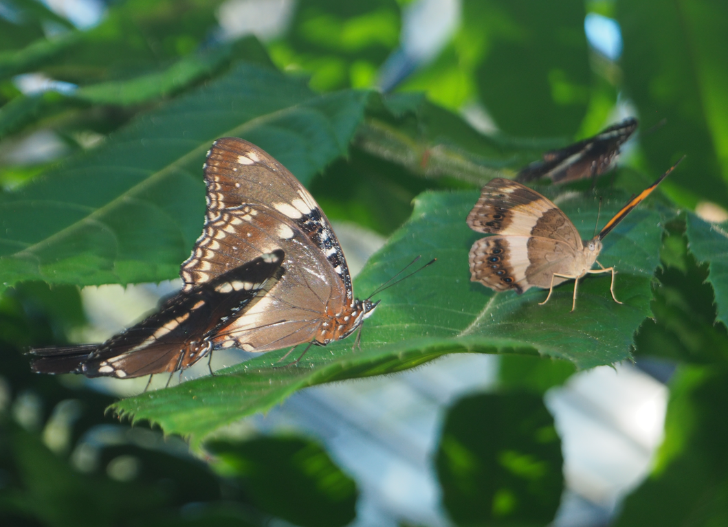 Hypolimnas bolina (Common Eggfly), Yoma sabina (Australian Lurcher)
