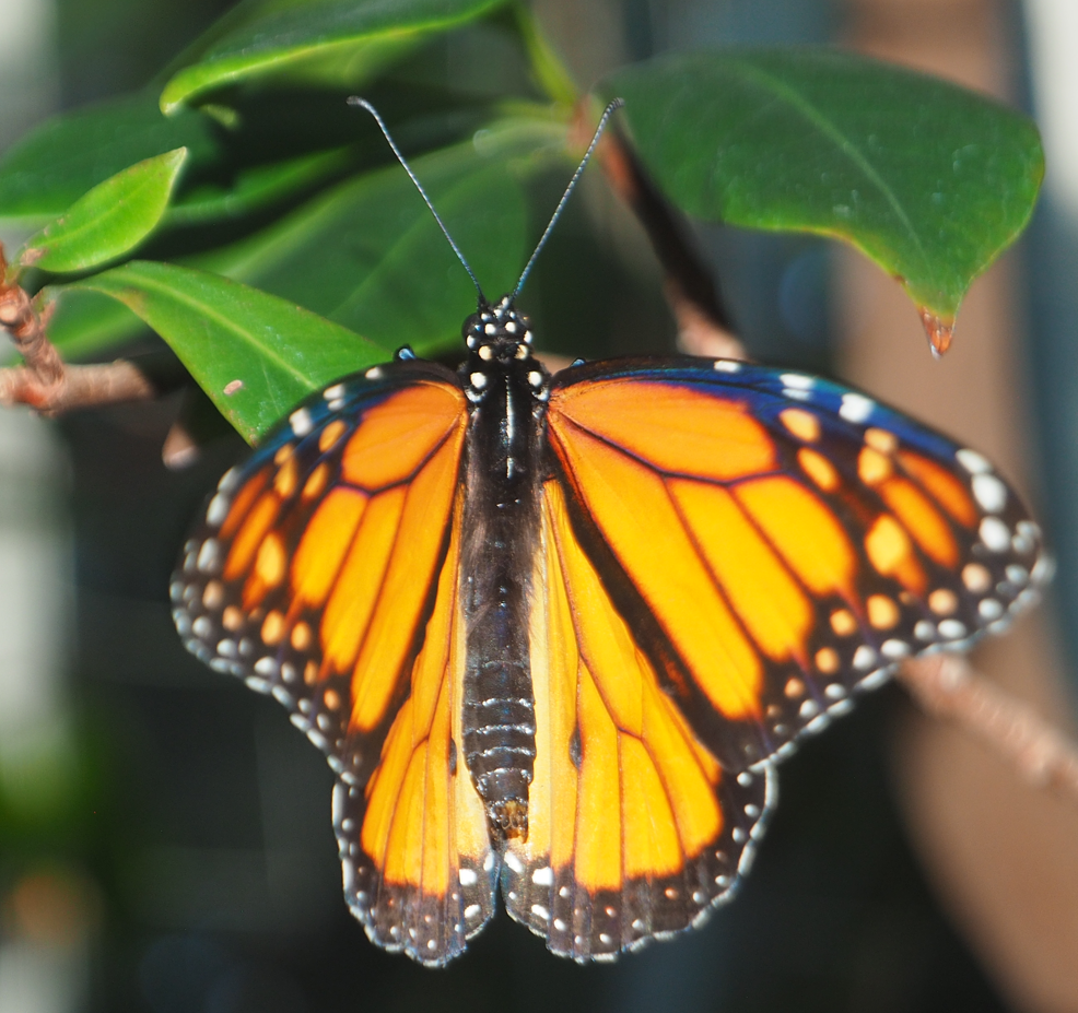 Danaus Plexippus (Monarch Butterfly)