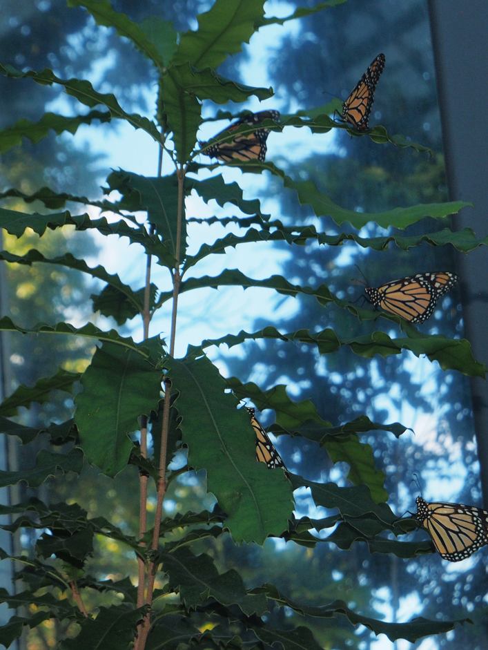 Danaus Plexippus (Monarch Butterfly)
