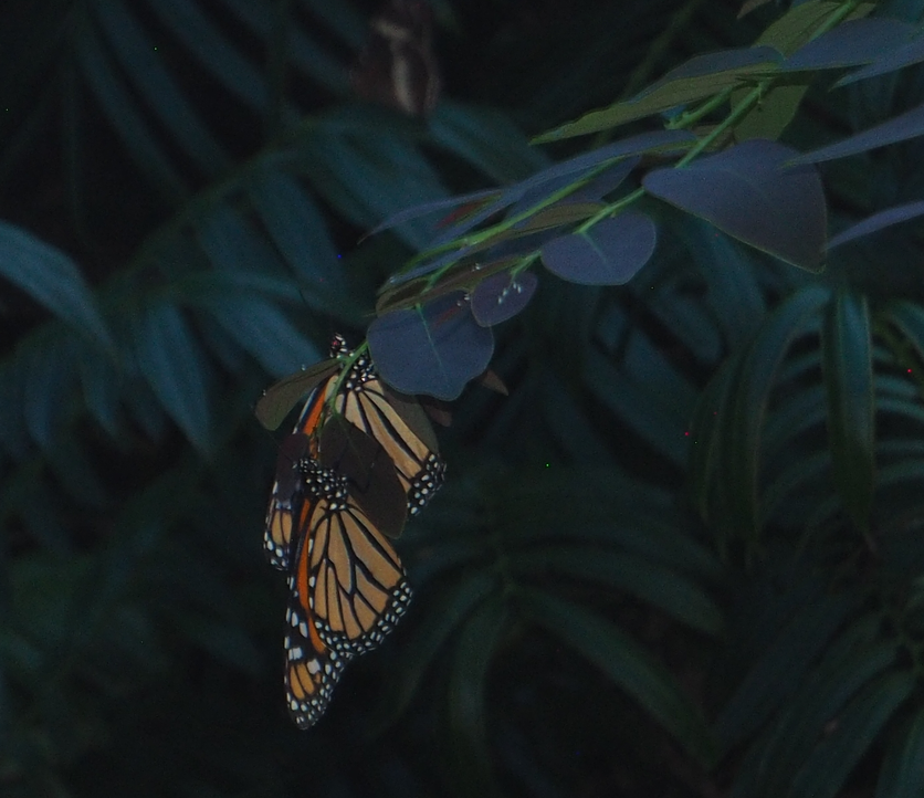 Danaus Plexippus (Monarch Butterfly)