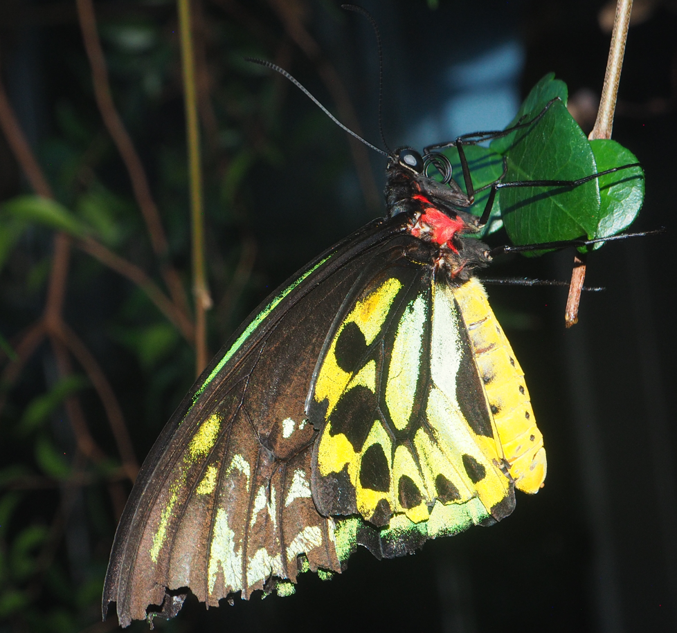 Ornithoptera euphorion (Cairns Birdwing Butterfly)