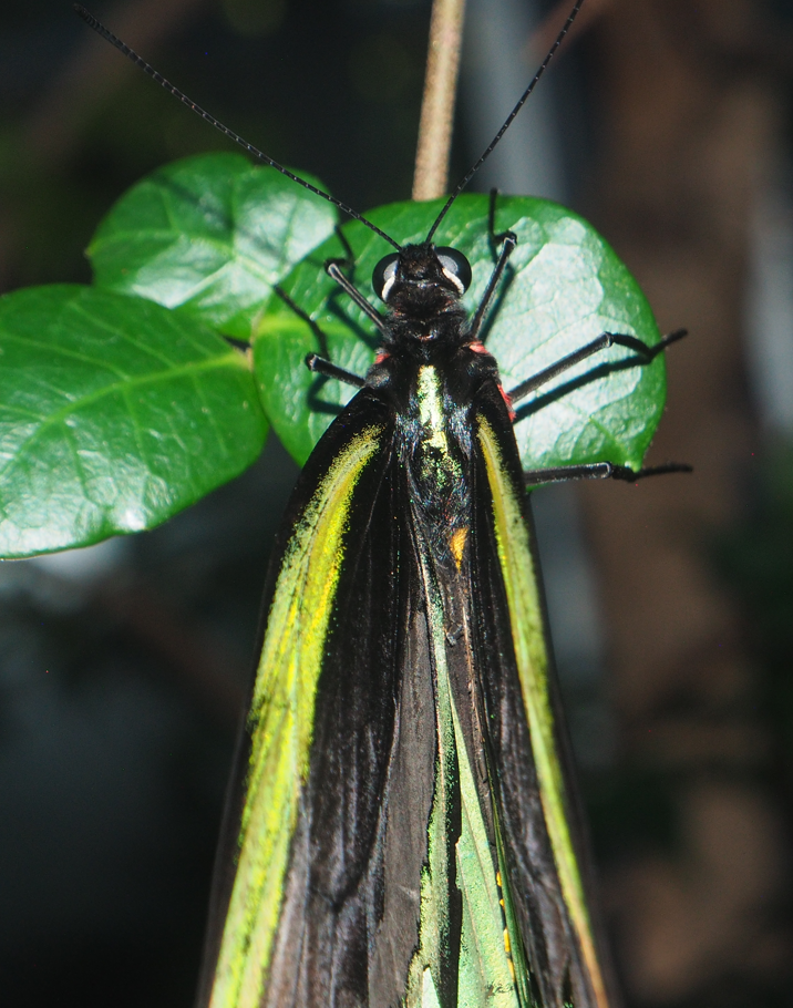 Ornithoptera euphorion (Cairns Birdwing Butterfly)