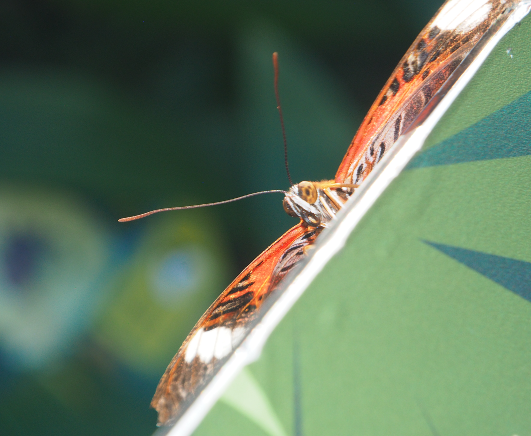 Cethosia biblis (Red Lacewing Butterfly)