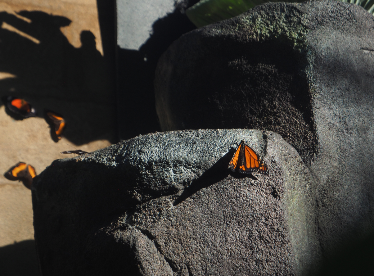 Danaus plexippus (Monarch Butterfly)