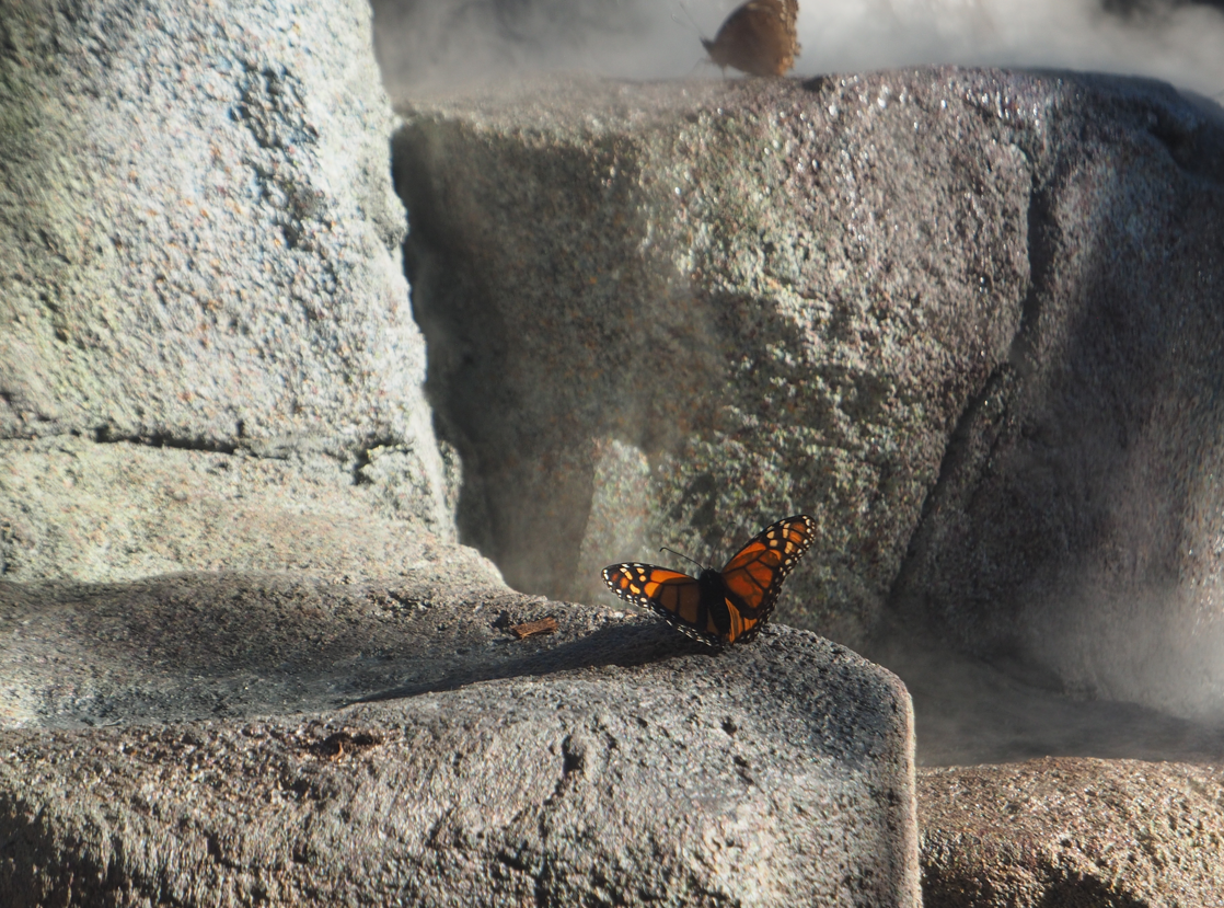 Danaus plexippus (Monarch Butterfly)