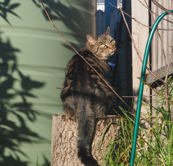 Mold Spore (My cat, Inky)