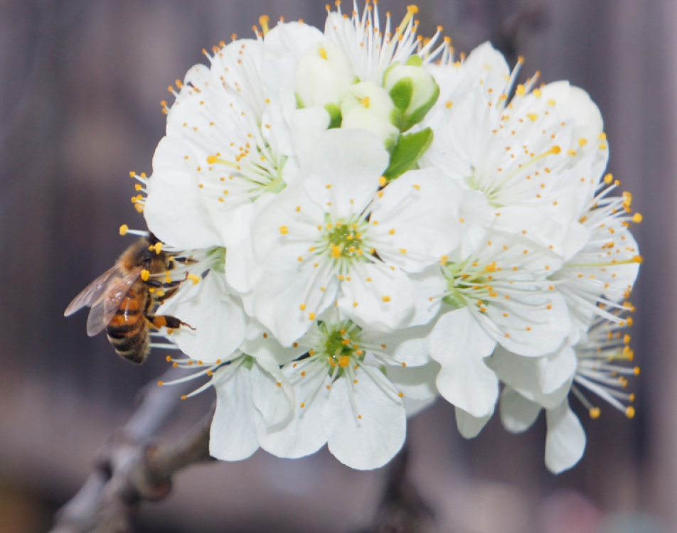 Apis mellifera (Honey Bee)