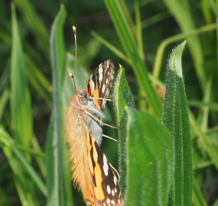Vanessa kershawi (Australian Painted Lady)