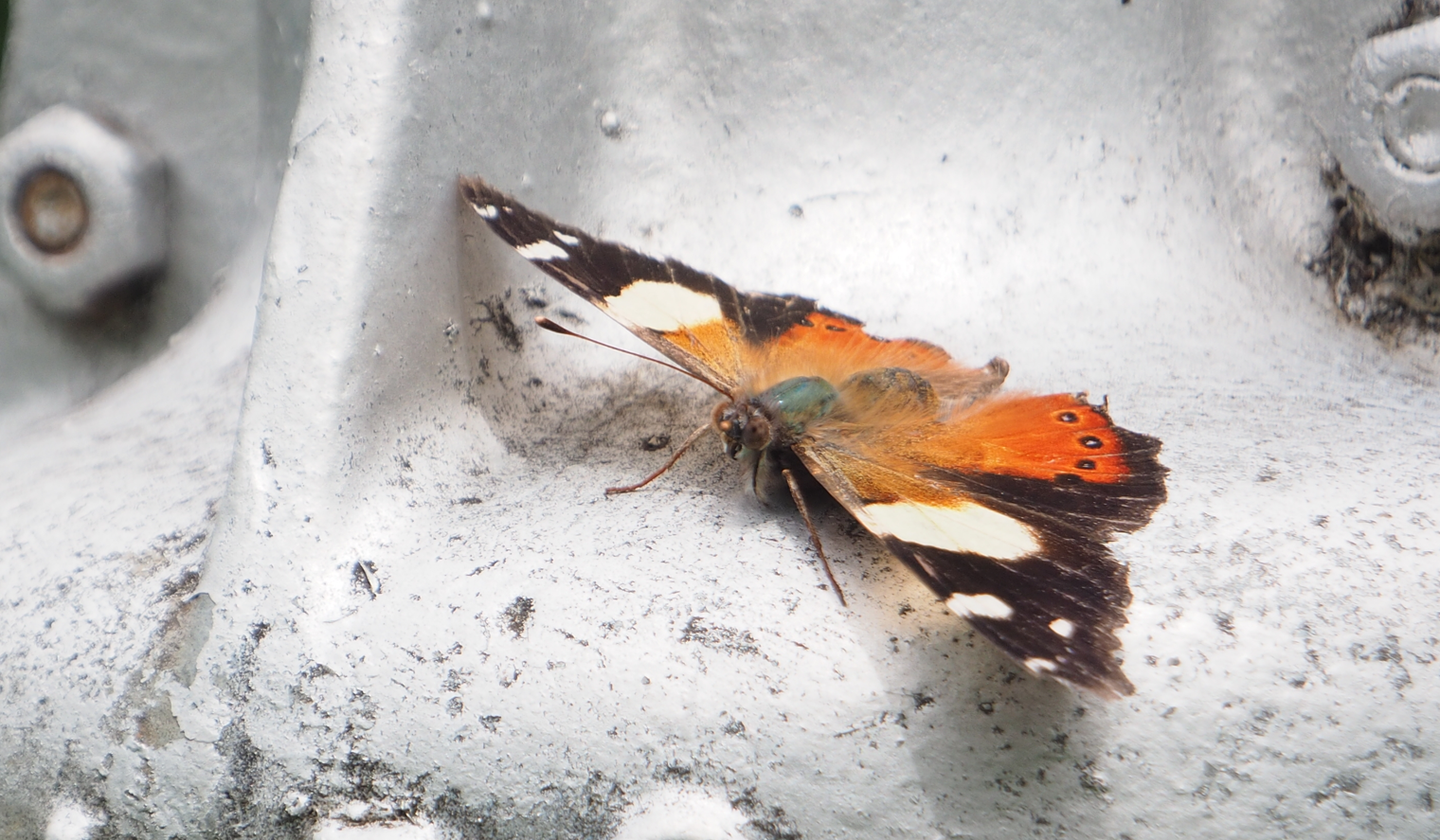 Vanessa itea (Yellow Admiral)