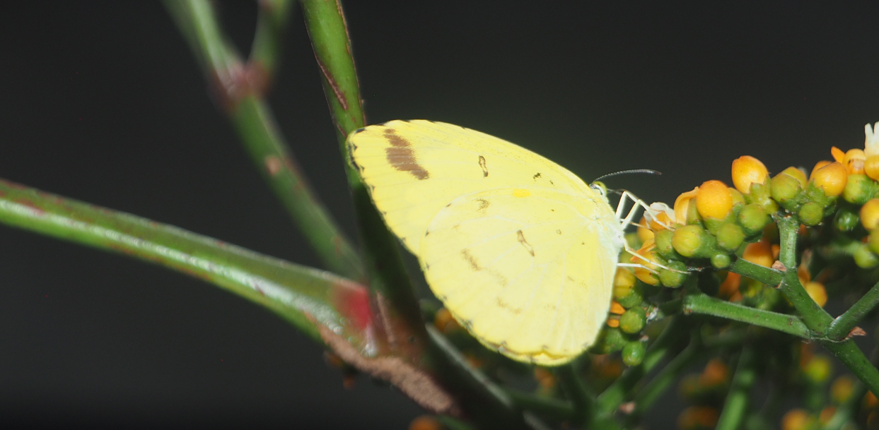 Catopsilia pomona (Lemon Migrant)