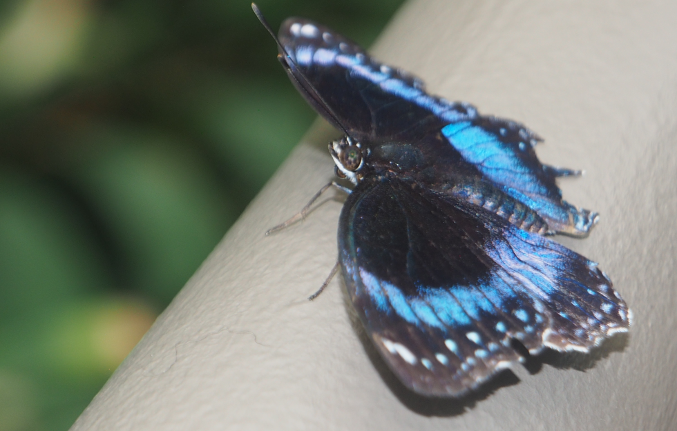 Hypolimnas alimena (Blue-banded Eggfly)