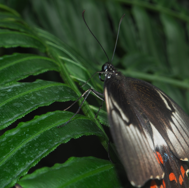 Papilio aegeus (Orchid Swallowtail Butterfly)