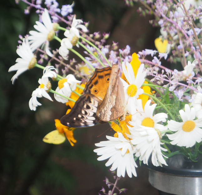 Vindula arsinoe (Cruiser butterfly)