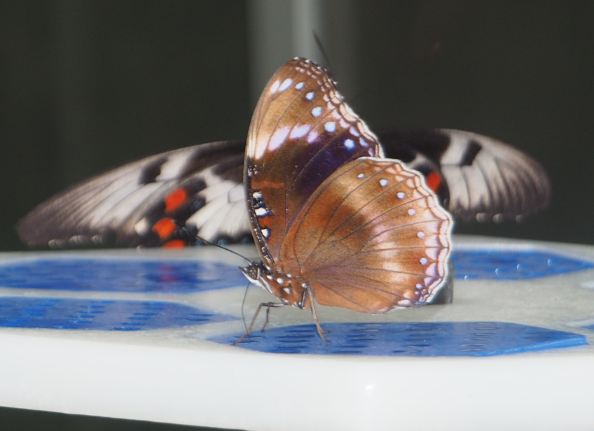 Hypolimnas bolina (Common Eggfly), Papilio aegeus (Orchid Swallowtail Butterfly) 