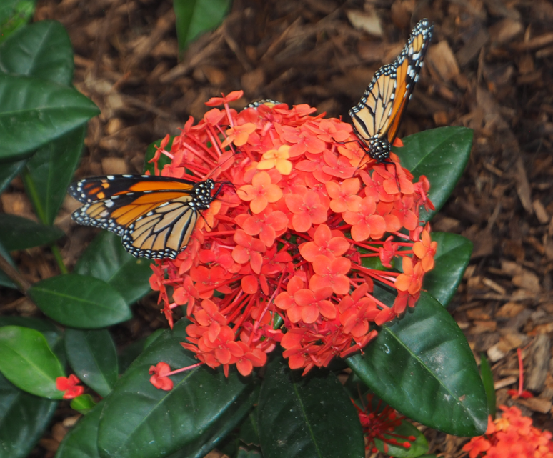 
Danaus Plexippus (Monarch)