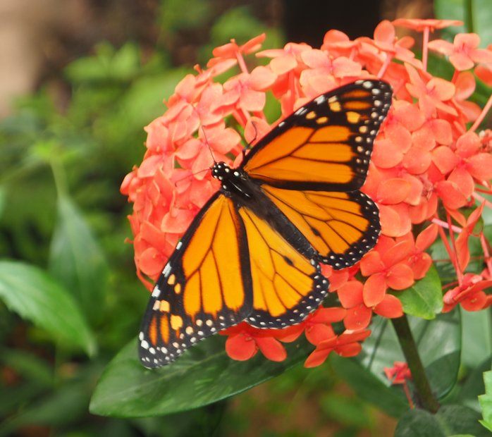
Danaus Plexippus (Monarch)