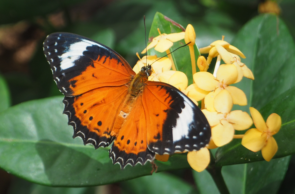 Cethosia penthesilea (Orange lacewing)