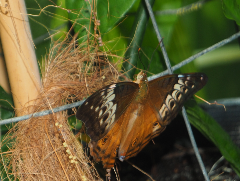 Cruiser (Vindula arsinoe)