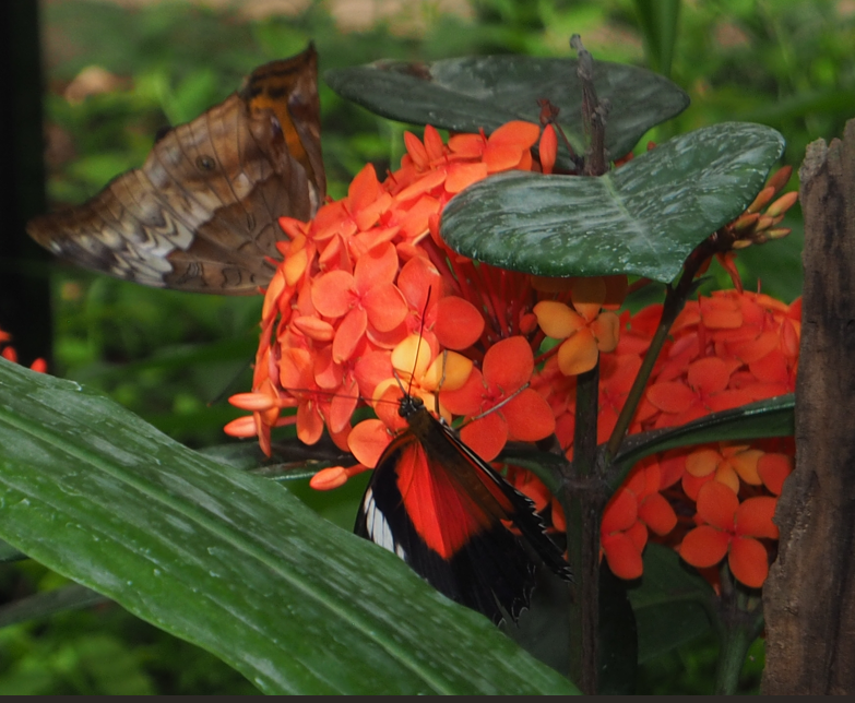 Cethosia cydippe (Red lacewing), Cruiser (Vindula arsinoe)