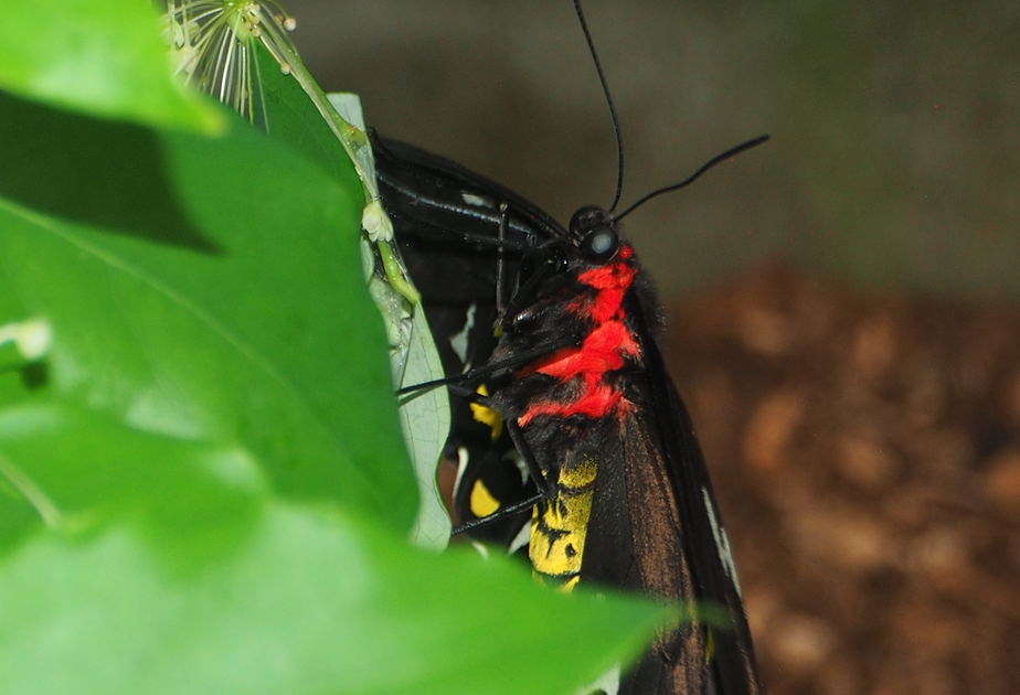 Ornithoptera euphorion (Cairns Birdwing)
