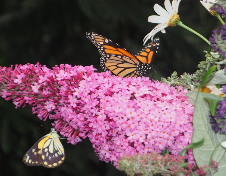 Danaus plexippus (Monarch), Belenois aurota (Caper White)