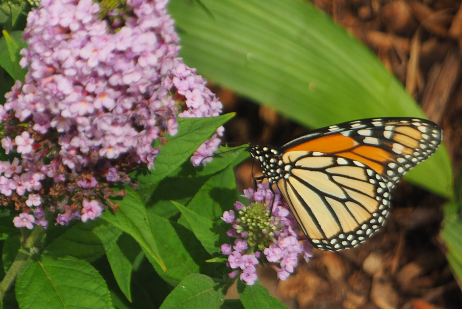 
Danaus Plexippus (Monarch)