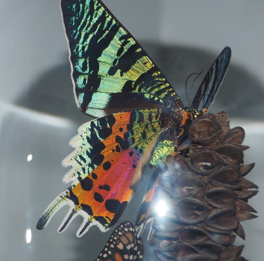 
Chrysiridia rhipheus (Madagascan Sunset Moth)