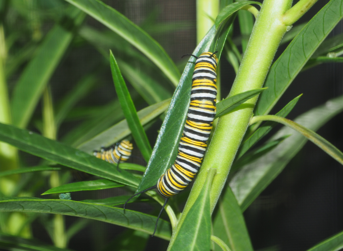 
Danaus Plexippus (Monarch)
